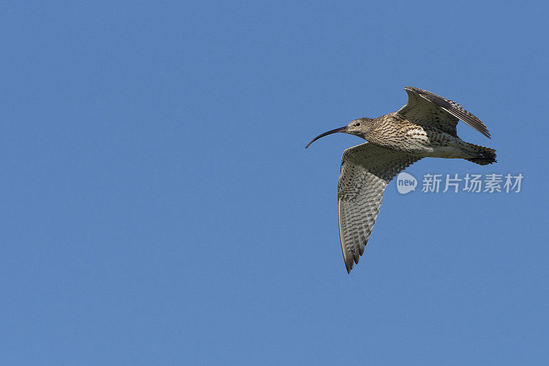 飞行中的Curlew (Numenius arquata)